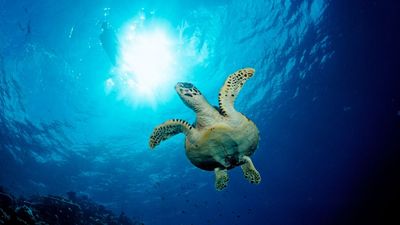 Turtles Have Been Returning To Egyptian Seagrasses Since Time Of The Pharaohs