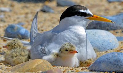 Country diary: The exquisite delicacy of little terns