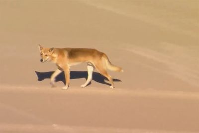 Dingoes attack a woman jogging on Australian island beach and leave her hospitalised
