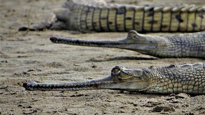 America's largest reptile sanctuary wants to import gharials from India