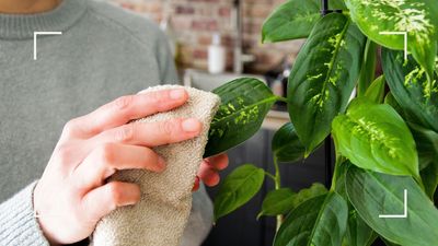 How to clean plant leaves - according to gardening experts