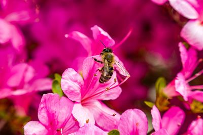 Can we protect bees from pesticides?