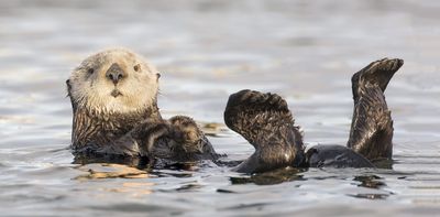 How a surfing sea otter revealed the dark side of human nature