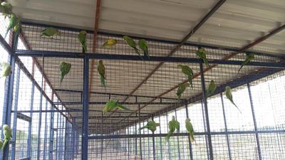 Public handover 700 parakeets in Madurai; likely to be set free soon, say forest officials