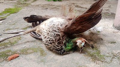 Two peacocks found dead on Vellore Collectorate premises