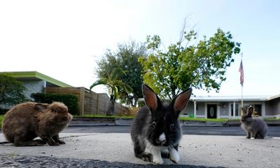 Florida neighborhood hopping with lionhead rabbit invasion