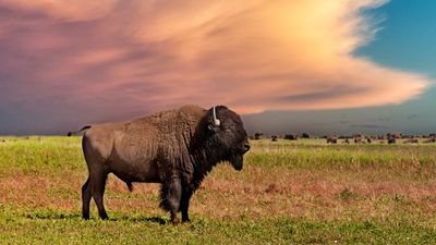 Despite recent goring attacks, National Park tourists continue to harass bison