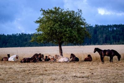 Germans should emulate southern Europeans' siesta during heat waves, public health group says