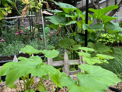 How to extend the growing season in your garden and get multiple veggie harvests