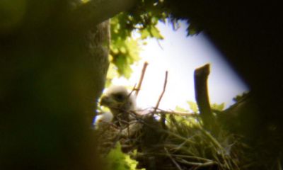 White-tailed eagle chick hatches in England for first time in 243 years