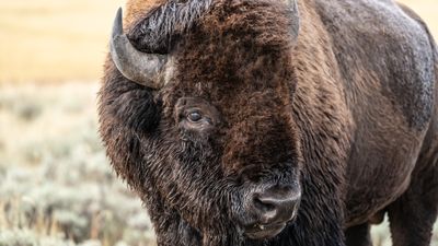 Hiker suffers serious injuries after being gored by bison at Yellowstone