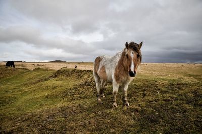 Court of Appeal hears challenge over right to wild camp on Dartmoor