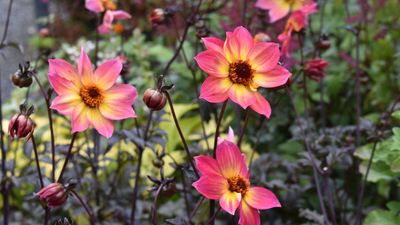 How to prune dahlias – expert tips for getting the most from these summer favorites