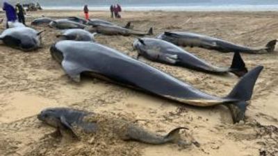 Lewis whale pod post-mortem: what caused Britain’s worst mass stranding for 70 years?