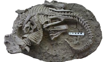 ‘Not always king’: fossil shows mammal sinking teeth into dinosaur