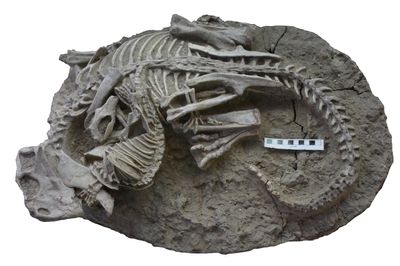 This fossil of a mammal biting a dinosaur captures a death battle's final moments