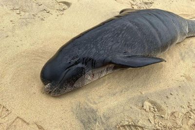 Scientists give update after tragic mass whale stranding on Lewis