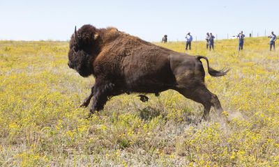 Yellowstone visitors warned to keep distance after bison gores woman