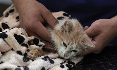 Experts warn about feline coronavirus after ‘thousands’ of cat deaths in Cyprus