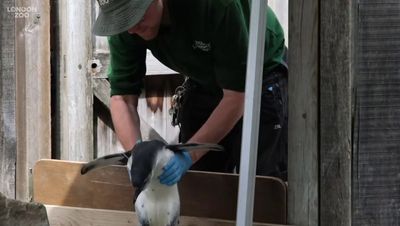 London Zoo’s penguin chicks go swimming for the first time