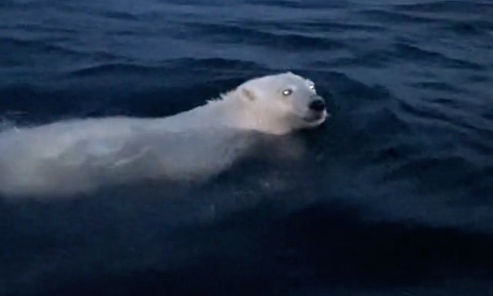 Watch Swimming Polar Bear A ‘beautiful Sight To Man 5512