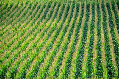Barchart Raises Corn Yield Estimates, Cuts Soybean Yield Estimates