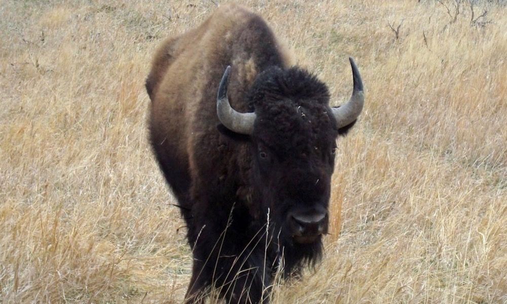 Another bison goring reported, this time at Theodore…