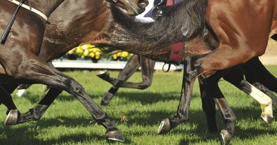 Unvaccinated horse dies from Hendra virus near Newcastle