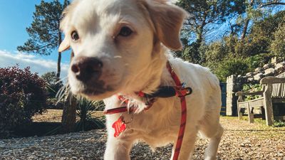 Trainer reveals one tell-tale sign your dog feels nervous on walks