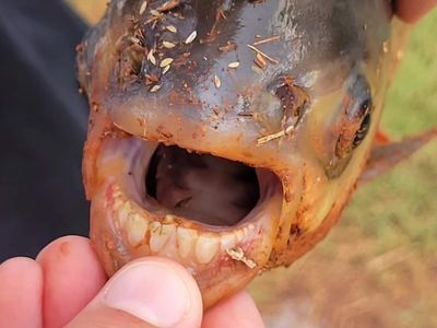 An 11-year-old boy caught a fish with 'human-like teeth' in an Oklahoma pond