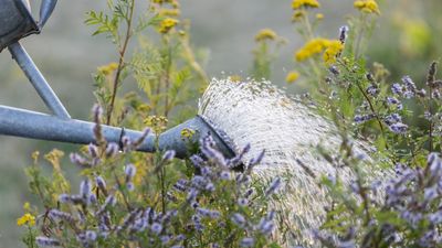 How to water plants – 10 ways to make watering more efficient for less wastage and healthier plants