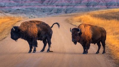 Second tourist gored by bison within a week at US National Parks