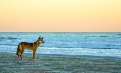 K’gari dingo euthanised after pack attack that left young woman in hospital