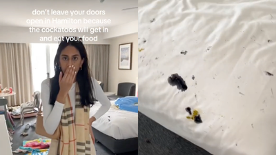 Aussie TikToker Goes Viral After A Cockatoo Shitstorm Took Over Her Hamilton Island Hotel Room