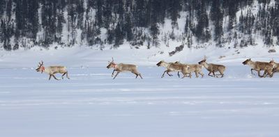 A hundred years of logging threatens the Innu link to their land