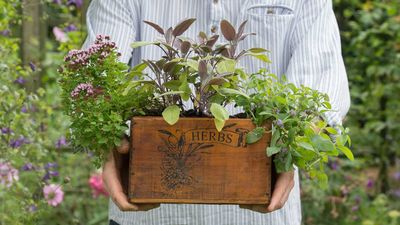 What is the best potting soil for herbs? Create the perfect growing environment with these tips