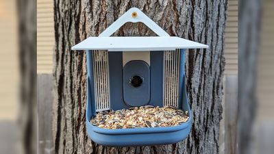 Raspberry Pi Smart Bird Feeder Identifies Feathered Dinner Guests