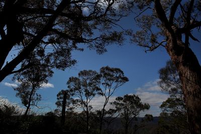 NSW Liberal plan to generate carbon credits by ending logging in state forests snubbed by federal Labor