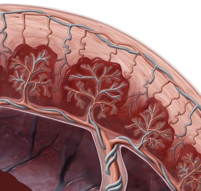 Some Humans Create This Temporary, Alien Organ Which Has Baffled Scientists Until Now