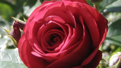 Optical illusion challenge: Only a GENIUS can spot the dolphin within 6 seconds!