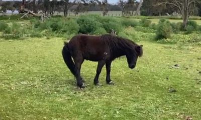 Disturbing images of pony show why owner was fined $4,000