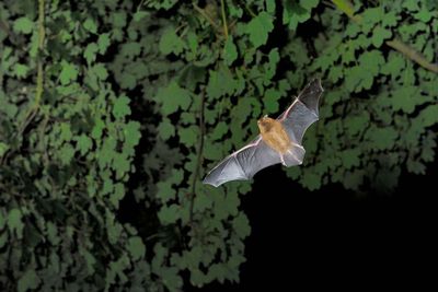 Loud music festivals could reduce some bats’ activity by almost 50% – study