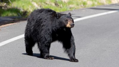 Yellowstone tourists leave cars to see bear up close, despite recent attacks