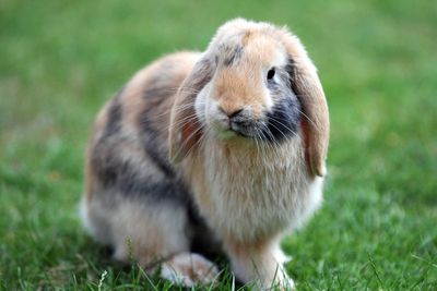 Fifth of pet rabbits in UK have painful or debilitating ear disease – research