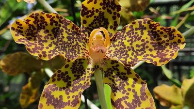 Tiger orchids, largest orchid species, bloom at Kerala’s Jawaharlal Nehru botanic garden