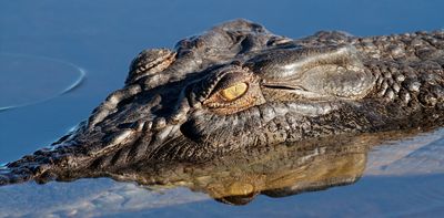 The Northern Territory does not have a crocodile problem – and 'salties' do not need culling