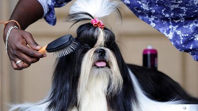 Pets in India enjoy grooming services from the comfort of their homes