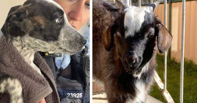 Police rescue allegedly neglected puppy and goat from Lyons residence