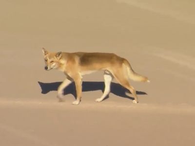 Dingo pack leader killed after attacking a jogger on a popular Australian island