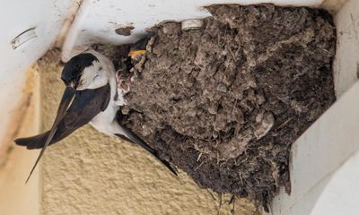 Extreme weather threatens existence of house martins in Britain